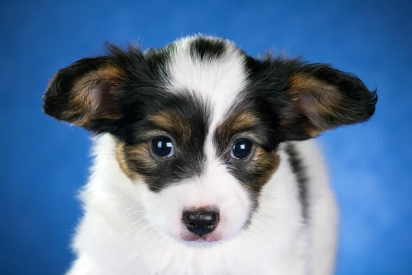 小型パピヨン子犬 — ストック写真