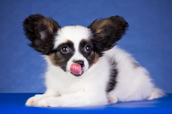 Puppy breed Papillon licks his nose — Stock Photo, Image