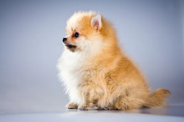 Pomeranian valp — Stockfoto