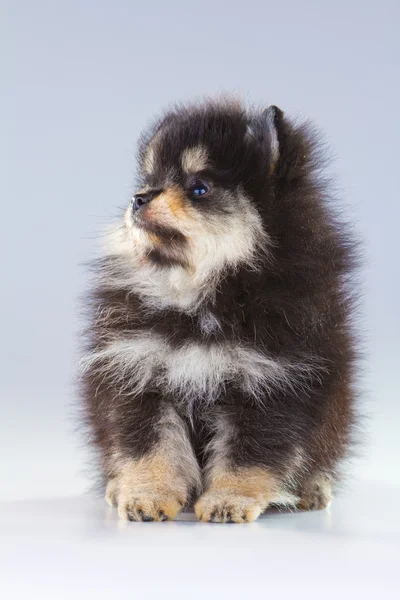 Pomeranian κουτάβι — Φωτογραφία Αρχείου