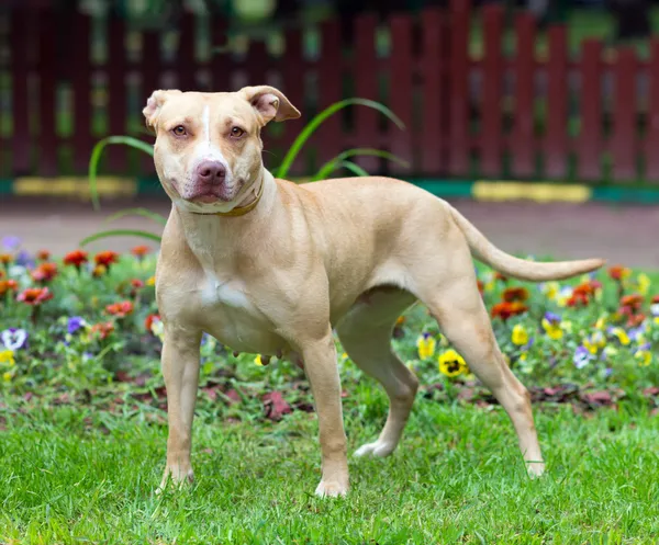 American Pit Bull Terrier de pie — Foto de Stock