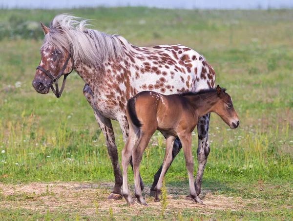 Лошадь и жеребенок — стоковое фото