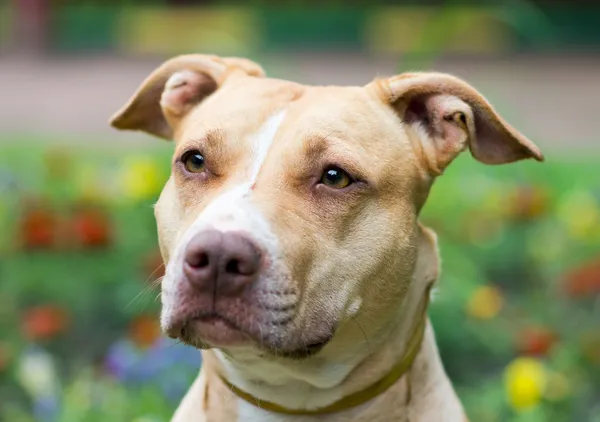 American Pit Bull Terrier primo piano — Foto Stock