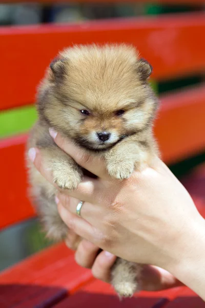 Bonito filhote de cachorro fofo da Pomerânia nas mãos de uma pessoa — Fotografia de Stock