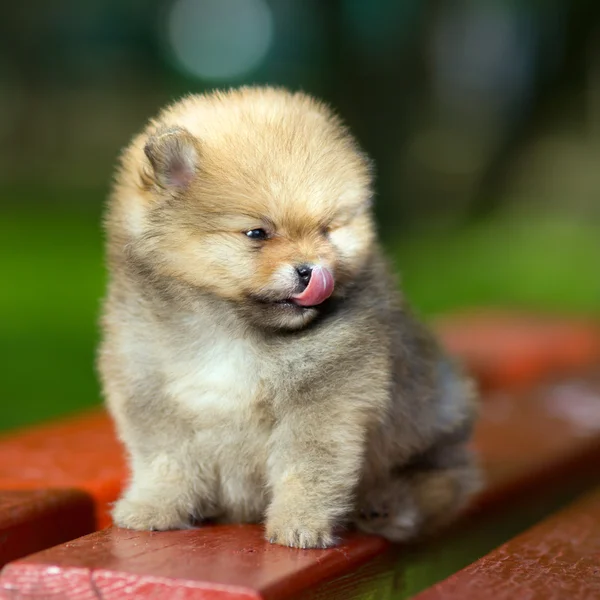Little fluffy Pomeranian puppy licks nose — Stock Photo, Image
