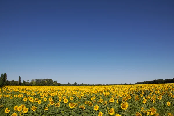 Blooming sunflowers — Stock Photo, Image