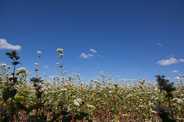 Buckwheat flowers — Stock Photo, Image