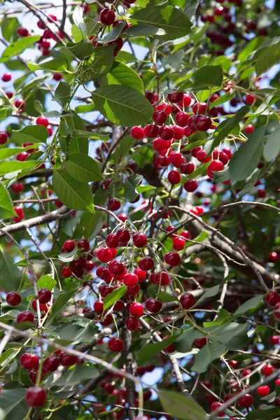 stock image Ripe cherries