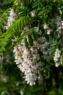 Robinia black locust tree white blossom clipart