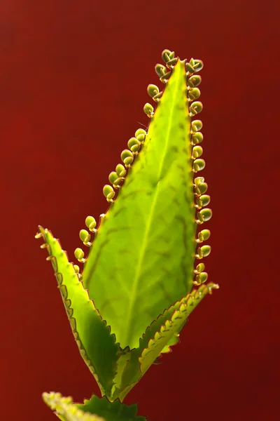 Kalanchoe leaves — Stock Photo, Image