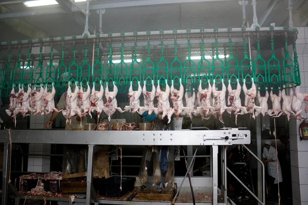 Zpracování drůbežího masa — Stock fotografie