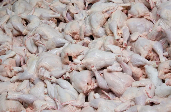 stock image Raw chicken broilers