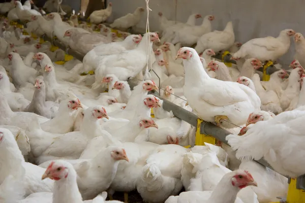 Kyckling. fjäderfä gård — Stockfoto
