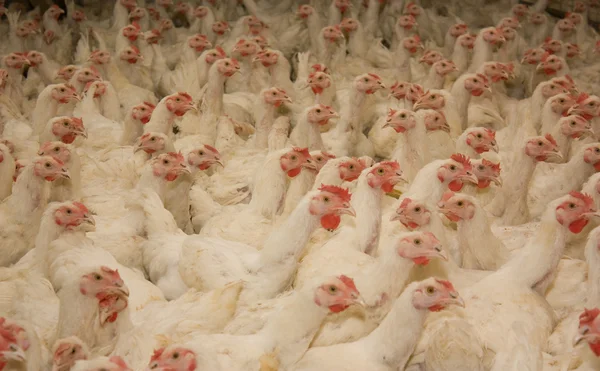 Poultry farm — Stock Photo, Image