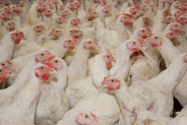 Poultry farm — Stock Photo, Image