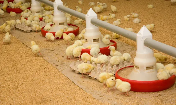 Pár napos baba csirke csoportja — Stock Fotó