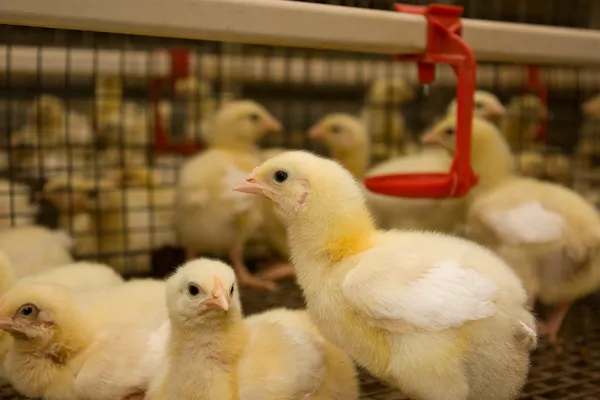 Porträt von Hühnermastbetrieben — Stockfoto