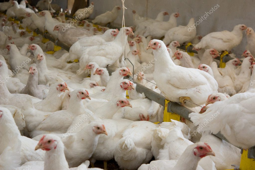 chicken poultry farm near me