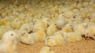 Group of few days old baby chicken clipart