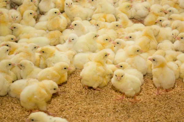 Group of few days old baby chicken — Stock Photo, Image