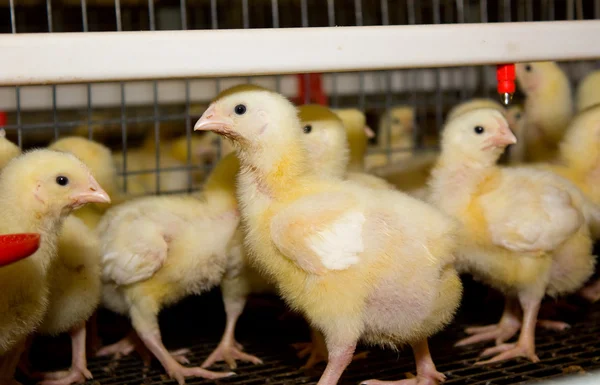 Portrait of chicken broilers — Stock Photo, Image
