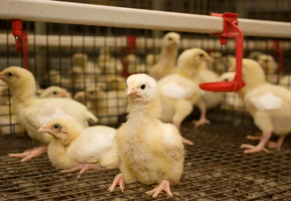 Porträt von Hühnermastbetrieben — Stockfoto