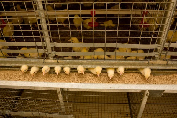 Portrait of chicken broilers — Stock Photo, Image
