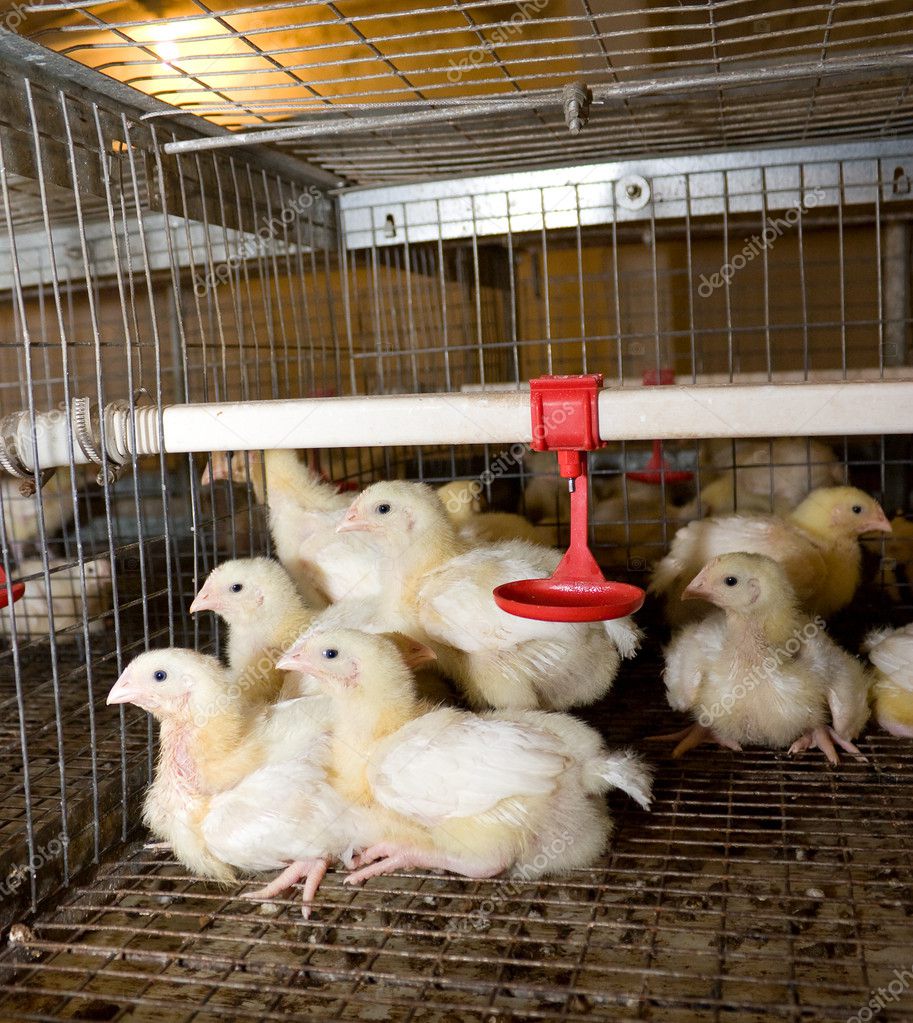 Portrait of chicken broilers Stock Photo by ©kharhan 11995112