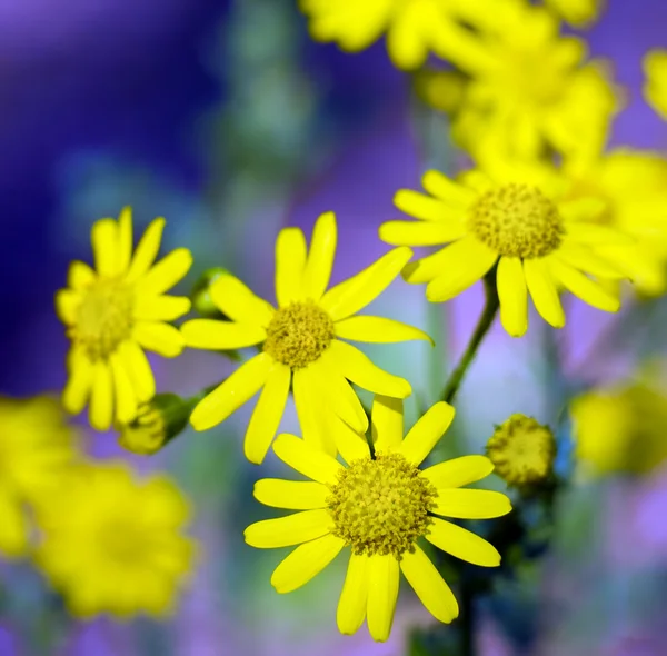 Gele bloemen op groen veld. — Stockfoto