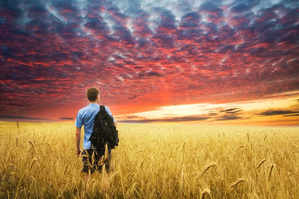Człowiek w łąka żółty pszenicy. — Zdjęcie stockowe