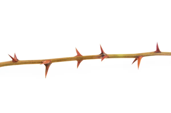 Prickly branch — Stock Photo, Image