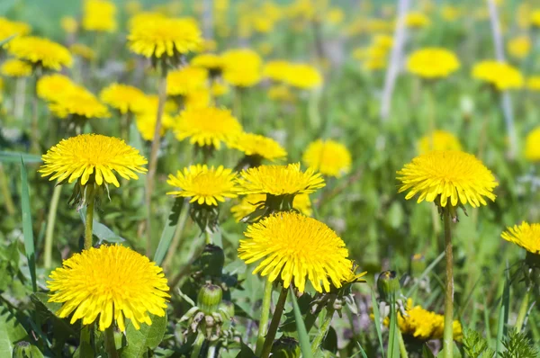 Dandelion on a green field. — Stock Photo, Image