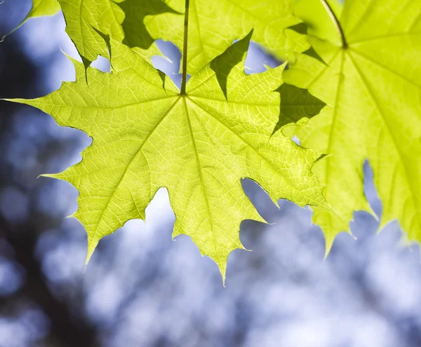 Blätter an Ahornzweigen — Stockfoto