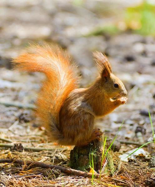 stock image Red squirrel