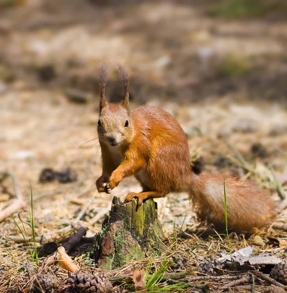 stock image Red squirrel