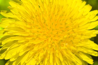 Yellow dandelion clipart