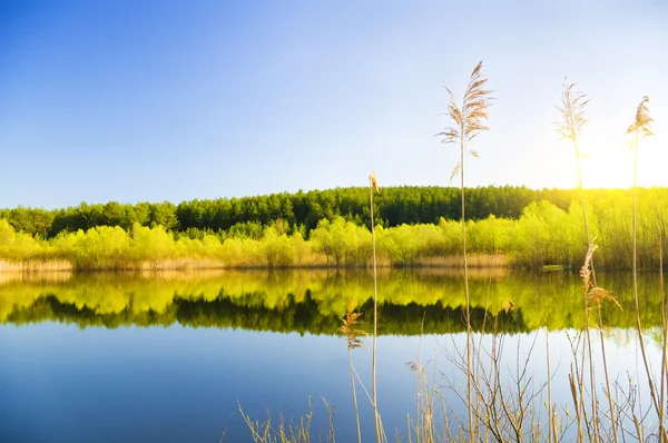 Деревья на берегу озера — стоковое фото