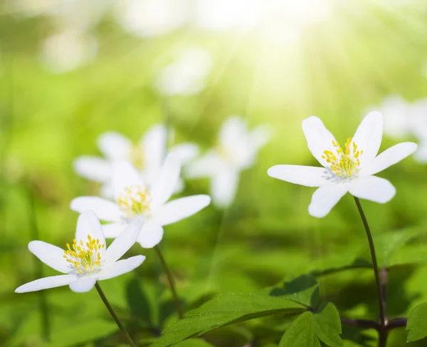 森の中の白い花. — ストック写真