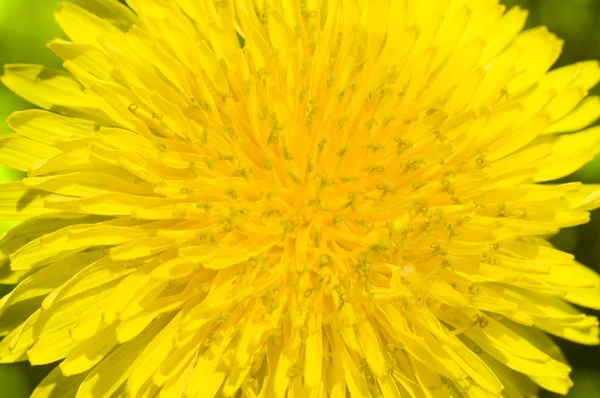 Tarassaco giallo — Foto Stock