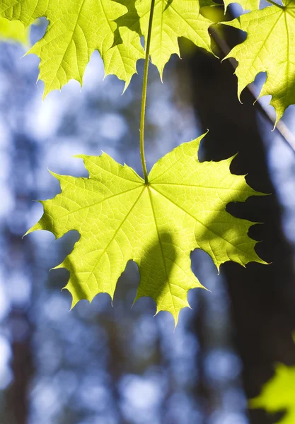 Leaves on maple — Stock Photo, Image