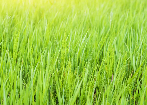 Groene lente gras — Stockfoto