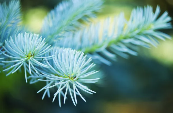 Blue spruce branches — Stock Photo, Image