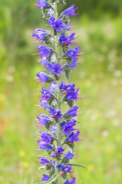 Polemonium caeruleum