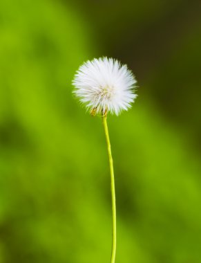 Dandelion flower clipart