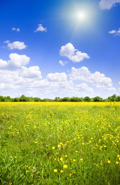 Bright sun over flower meadow. — Stock Photo, Image