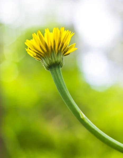 Yellow dandelion on a green background. — Stock Photo, Image