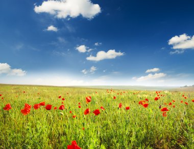 Poppies gökyüzü günbatımı