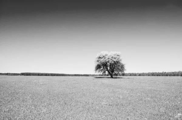 Ανθοφόρο δένδρο — Φωτογραφία Αρχείου
