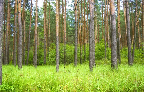Forêt de pins d'été — Photo