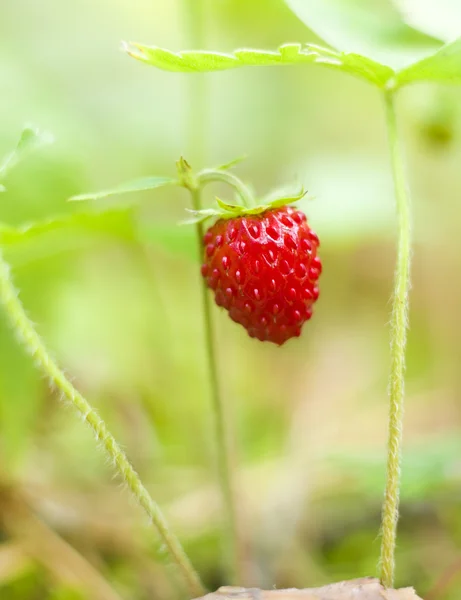 stock image Wild strawberry